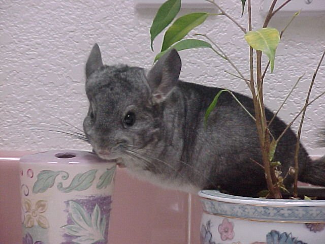 Valde - Standard Grey Male