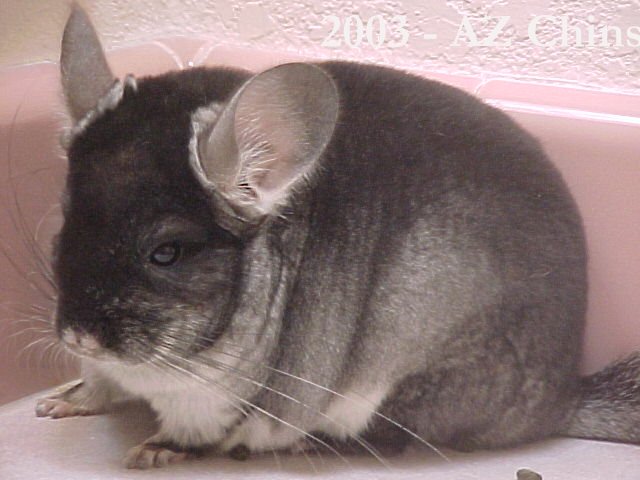 Freda - Black Velvet Female