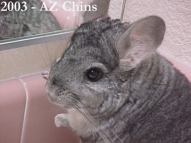 Wren - Standard Grey Female