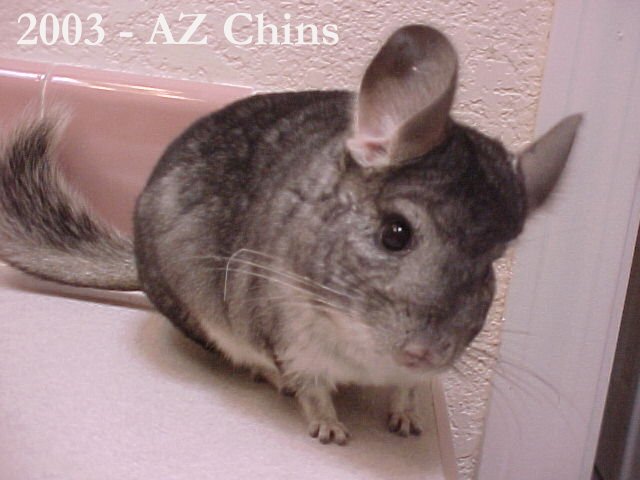 Maynard - Standard Grey Male 