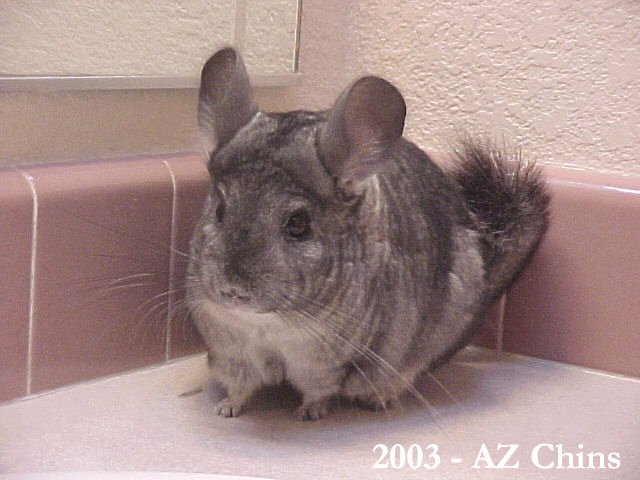 Cerridwyn - Standard E/C Female