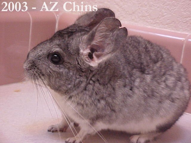 Pazia - Standard Grey Female