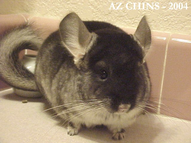 Viggo - Black Velvet Male