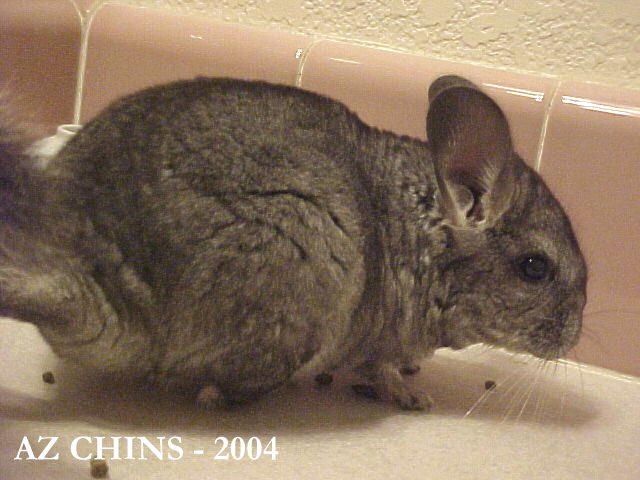 Glyn - Standard Grey Female