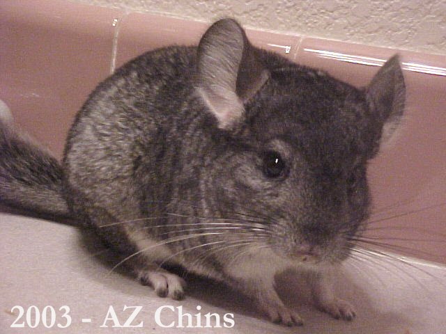 Angela - Standard Grey Female