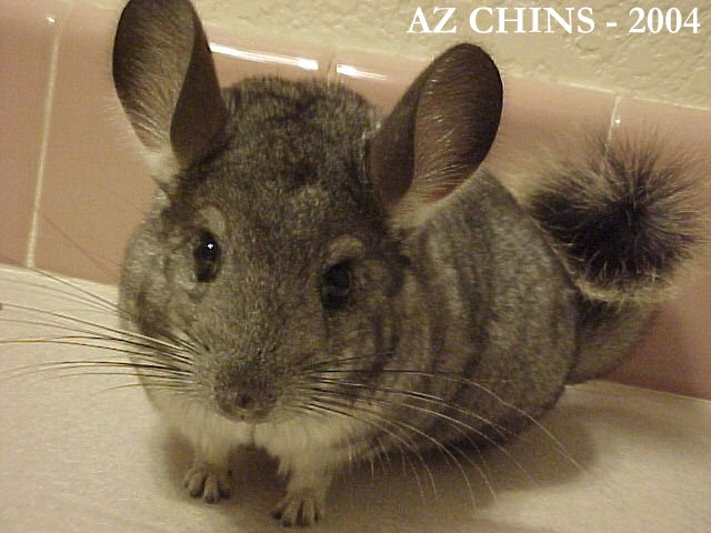 Carina - Standard Grey Female