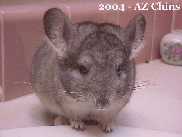 Lannie - Standard Grey Male