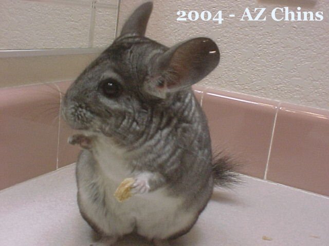 Minna - Standard Grey Female