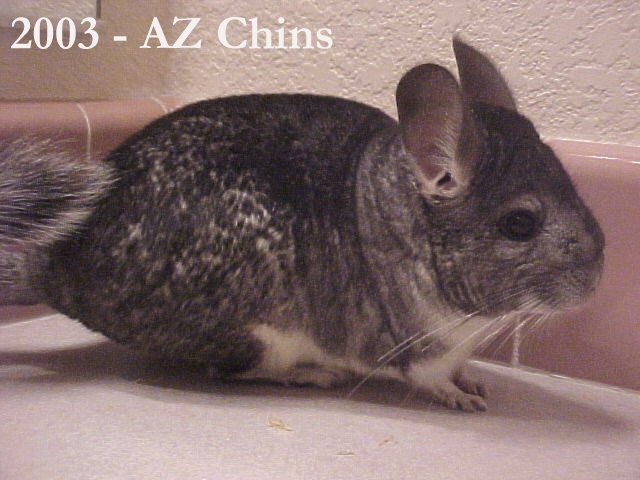 Serenity - Standard Grey Female