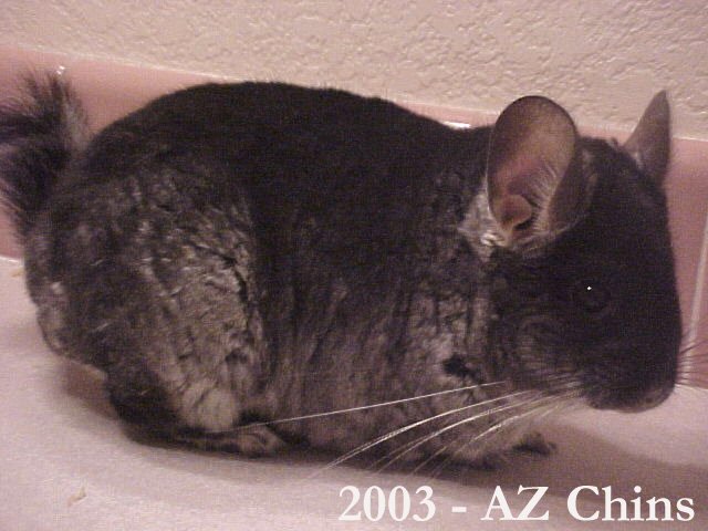 Michael - Black Velvet Male