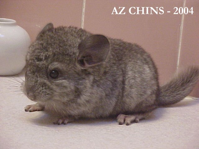 George - Heterozygous Ebony Male