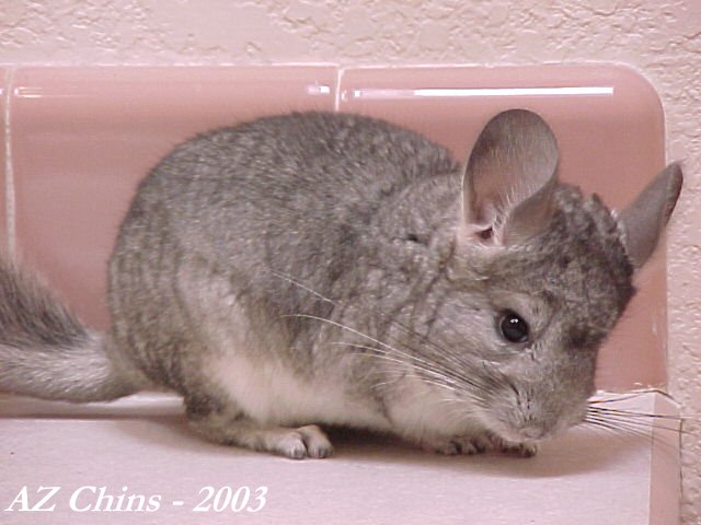 Fira - Standard Grey Female