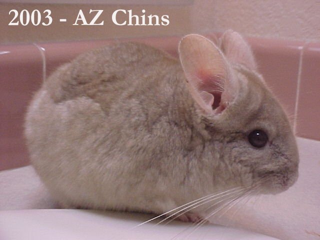 Hermes - Heterozygous Beige Male