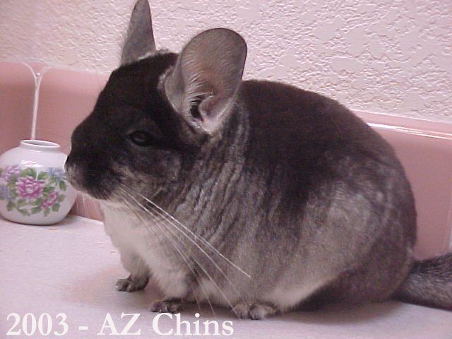 Athena - Black Velvet Female