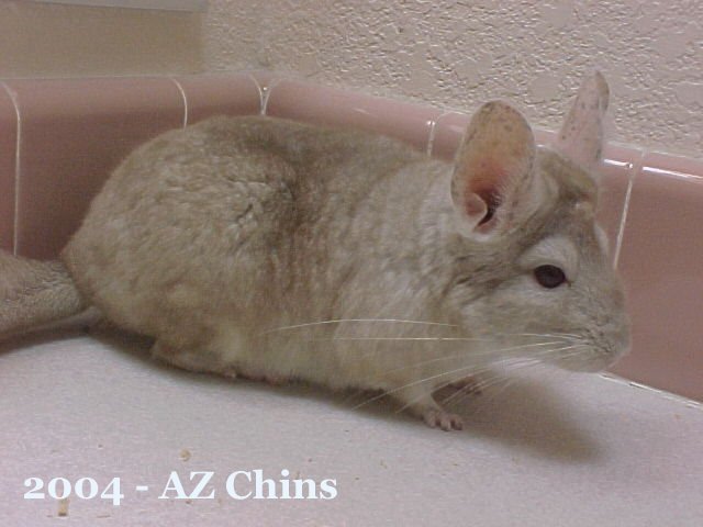 Ginger - Heterozygous Beige Female