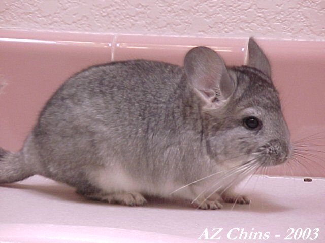 Mira - Standard Grey Female