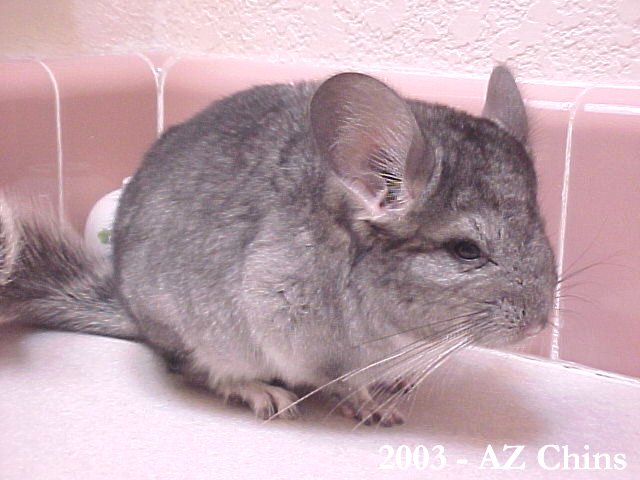 Bubba - Standard Grey Male