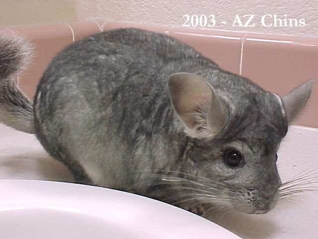 Sofie - Standard Grey Female