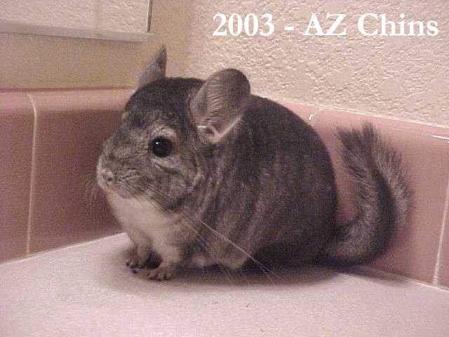 Hayden - Standard Grey Male