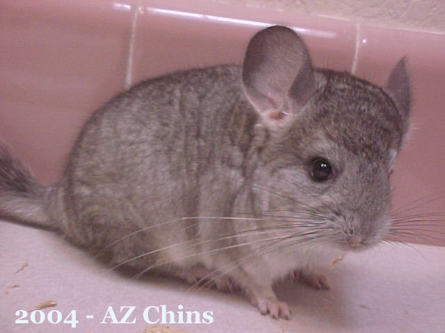 Lois - Standard Grey Female