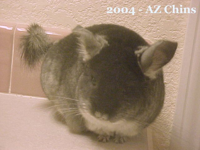 Chandler - Black Velvet Male