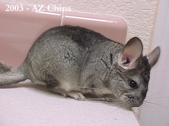 Chewy - Standard Grey Male
