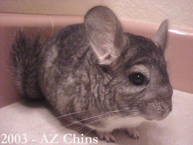 Galen - Standard Grey Male