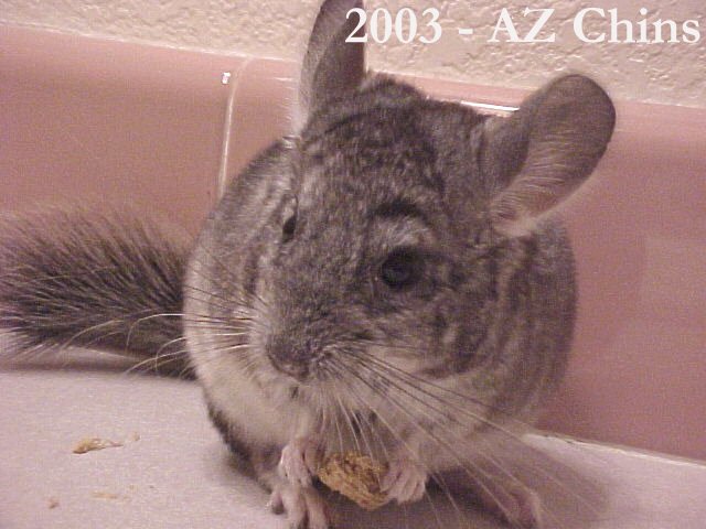 Dag - Standard Grey Male