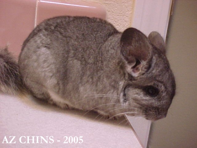 Oliver - Standard Grey Male