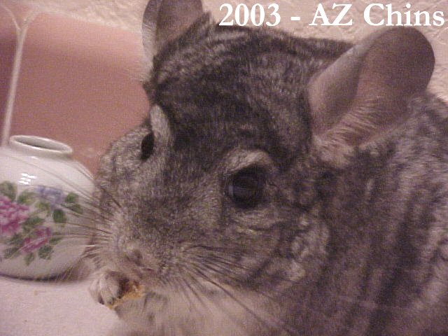 Jedidiah - Standard Grey Male 
