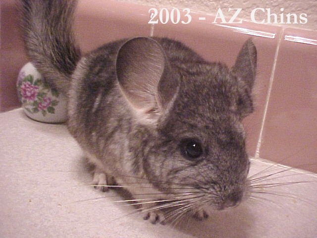 Dane - Standard Grey Male