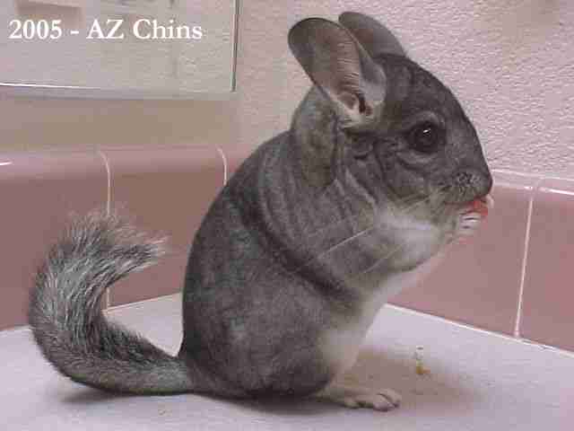 Tessa - Standard Grey Female