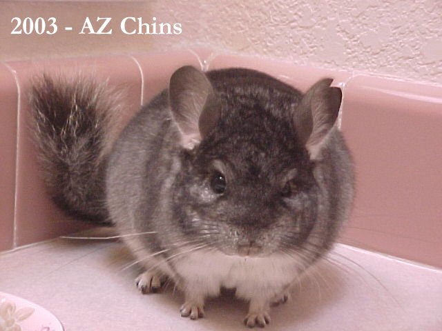 Pappy - Standard Grey Male