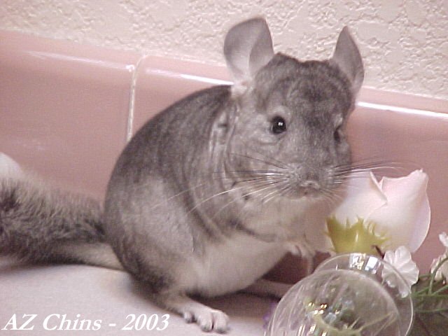 Tab - Standard Grey Male