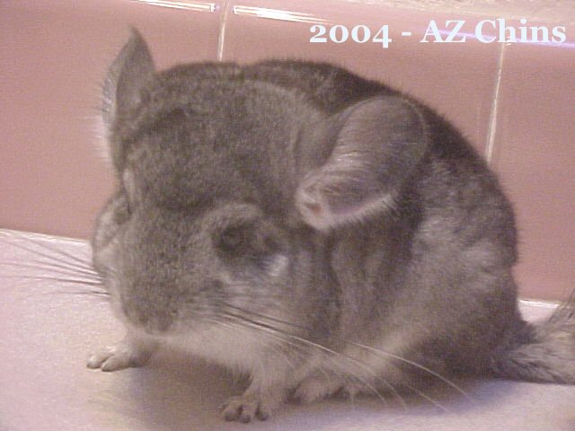 Somer - Standard Grey Female