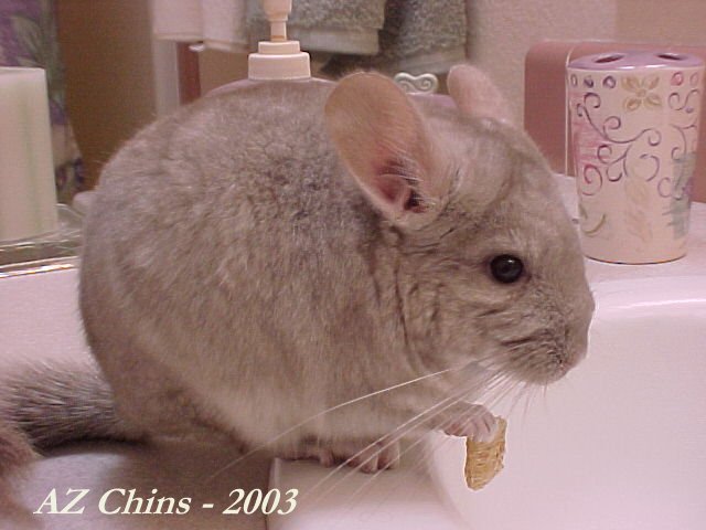 Elina - Heterozygous Beige Female