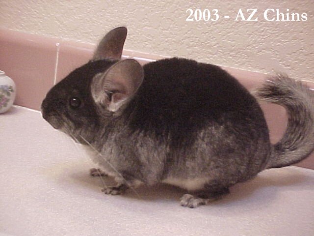Sheba - Black Velvet Female