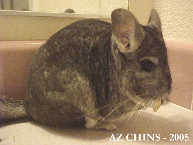 Vendela - Standard Grey Female