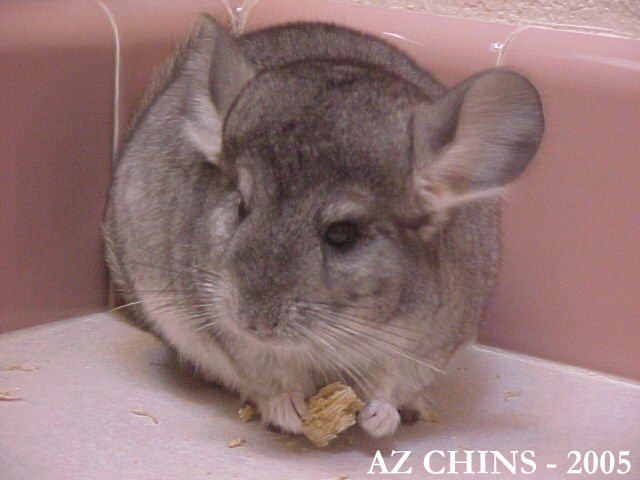 Robin - Standard Grey Female