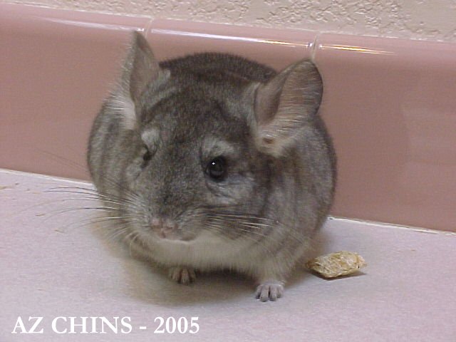 Spencer - Standard Grey Male