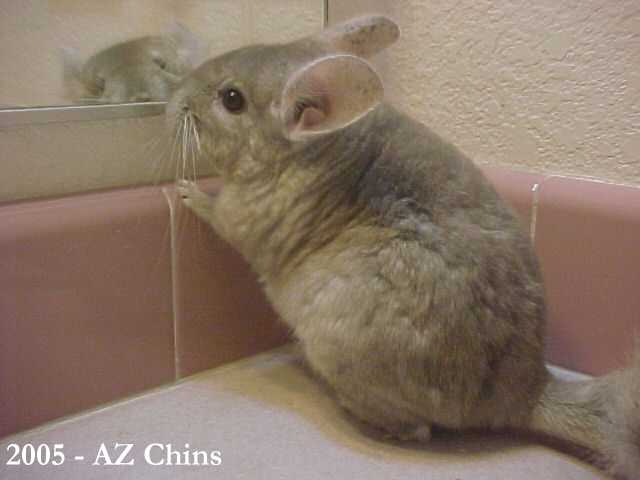 Serafina - Heterozygous Beige Female