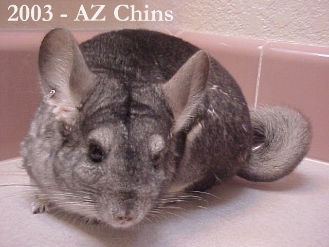 Quinn - Standard Grey Female