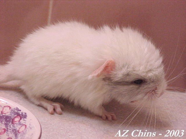 Lara - TOV Mosaic Female