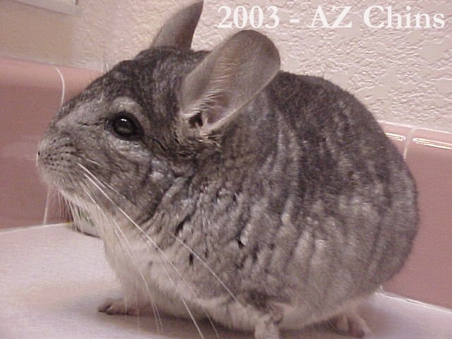 Wayland - Standard Grey Male