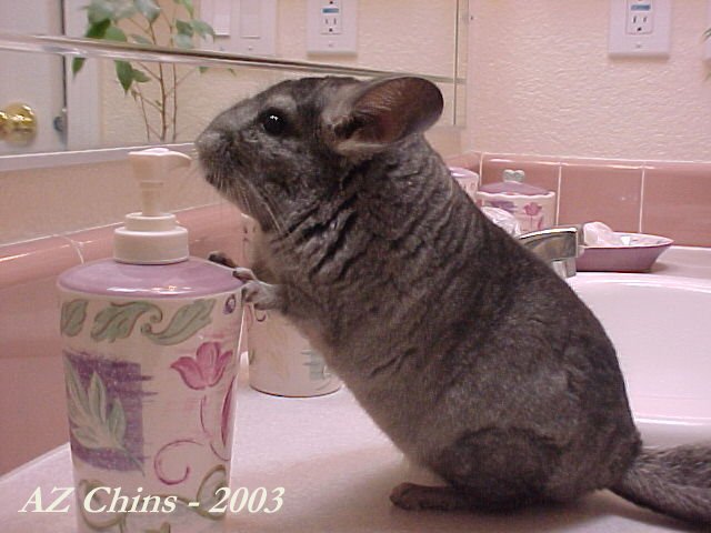 Kelsa - Charcoal Female
