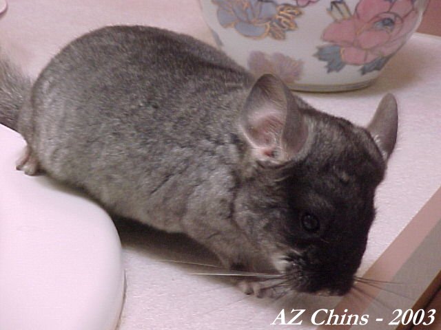 Tira - Standard Grey Female
