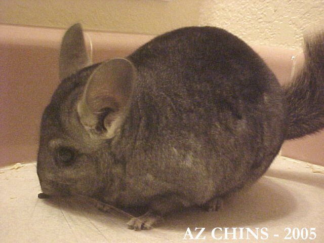 Myron- Heterozygous Ebony Male