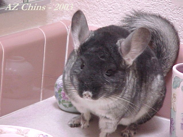 Chinchilla Black Velvet