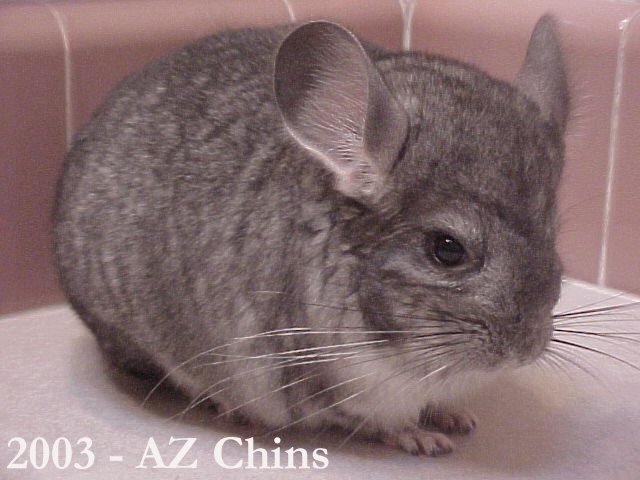 Lurie - Standard Grey Female