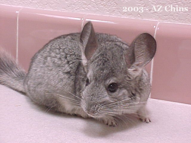 Tora - Standard Grey Female